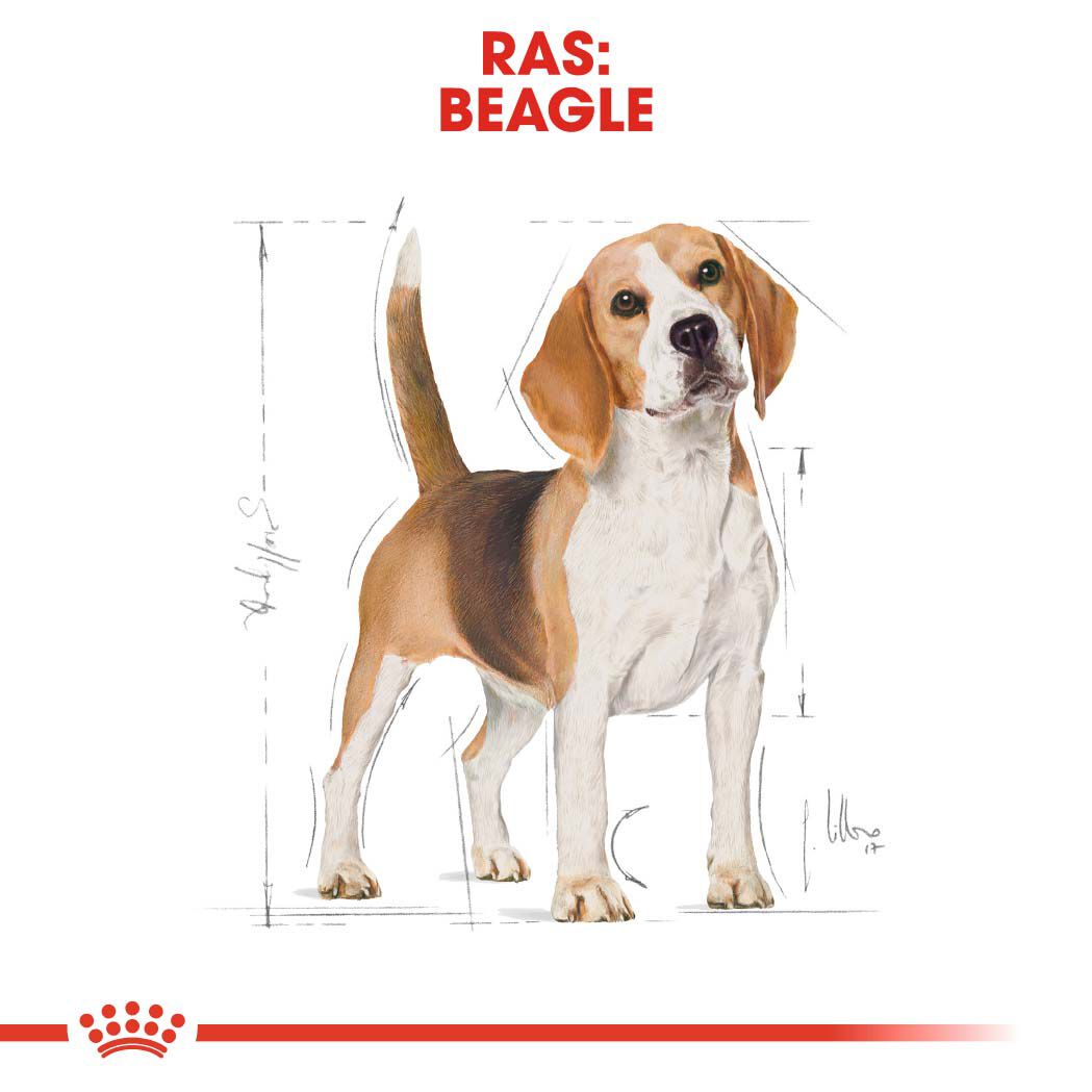 Royal Canin Beagle Adult - Hondenvoer - 3 - gevogelte