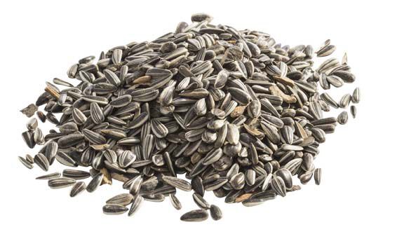 Welkoop  Zonnebloempitten Gestreept - Vogelvoer - 500