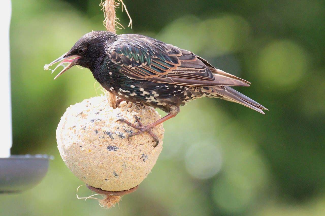 Welkoop Vetbol XXL met insecten - Tuinvogelvoer - 15.00 cm - 15.00 cm - INSECTEN - 15.00 cm