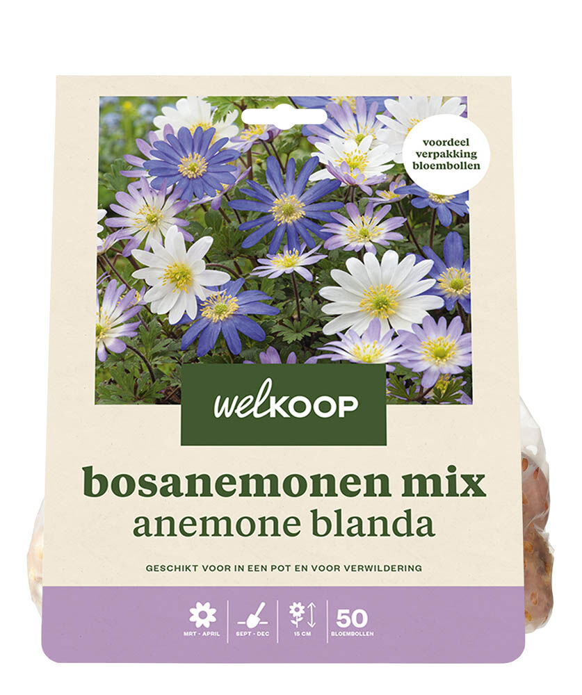 Welkoop Anemoon Loes - Bloembollen Welkoop Anemoon Loes - Bloembollen