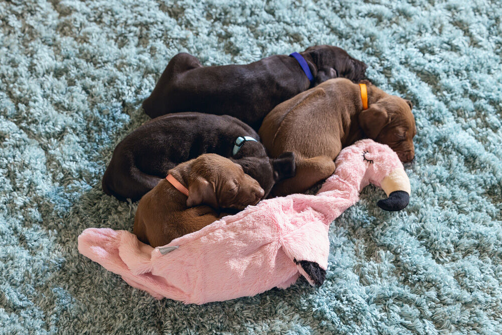 Beeztees  Flatino Flamingo Fe Knuffel - Puppyspeelgoed - Roze - 4x24x5.5 cm