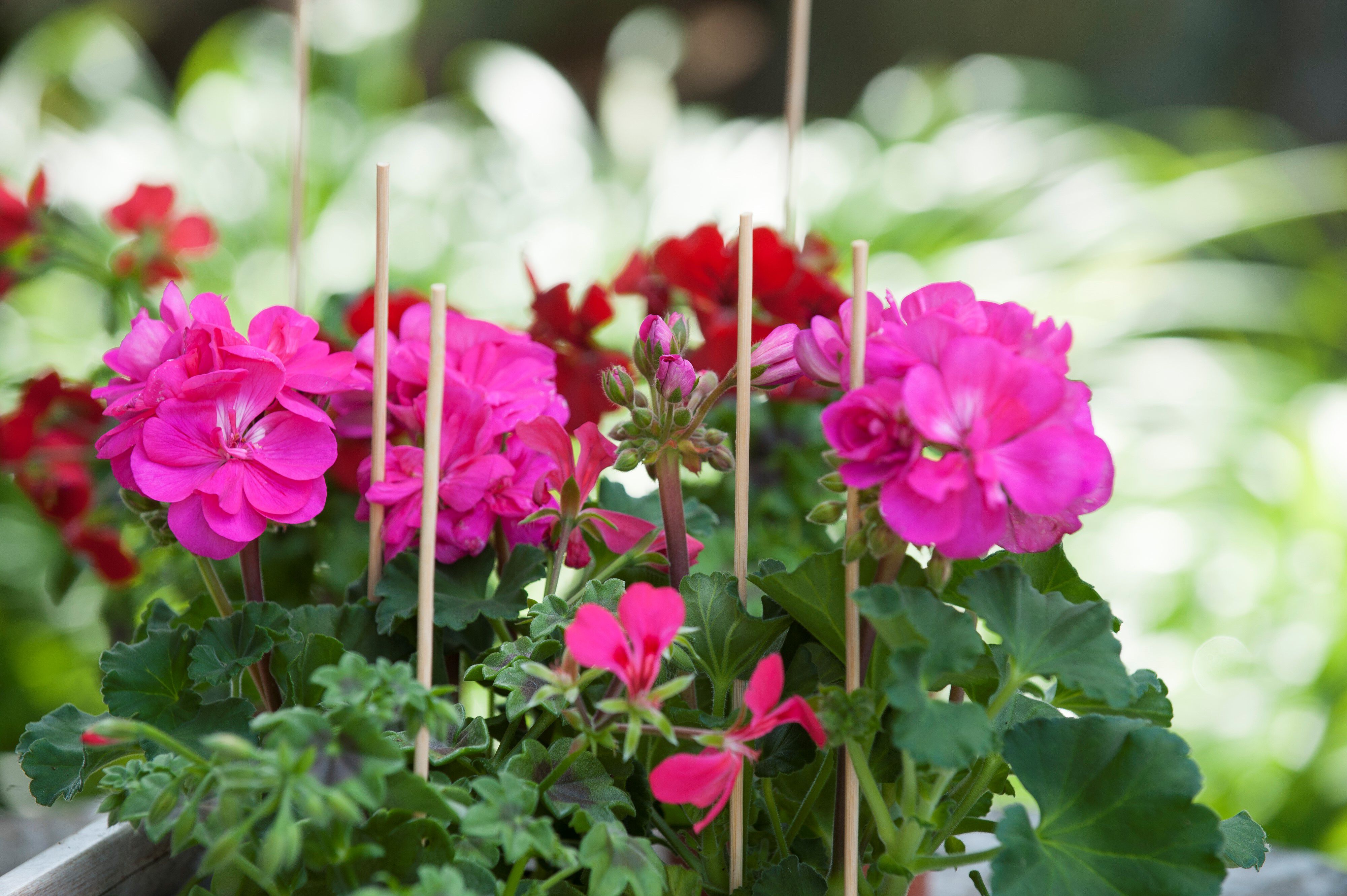 Nature Bamboestokken - Klim- en Geleide Artikelen Nature Bamboestokken - Klim- en Geleide Artikelen