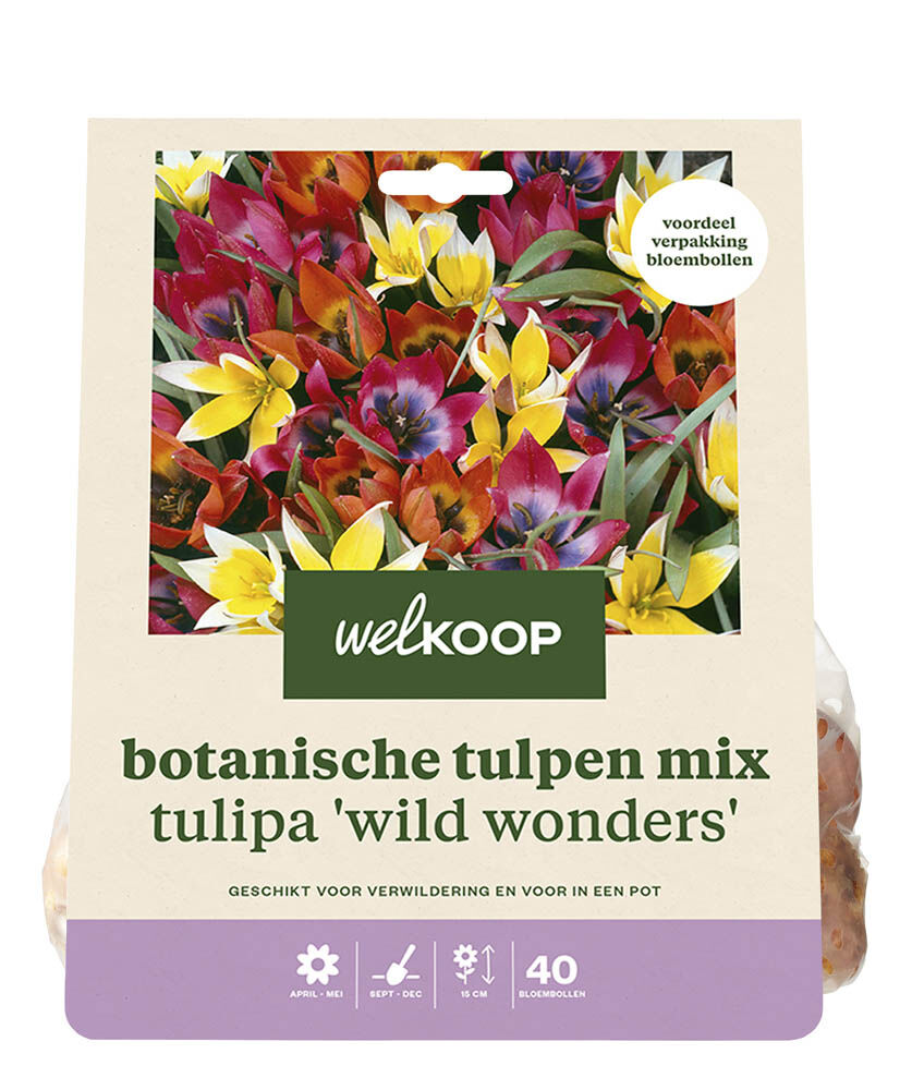 Welkoop Botanische Tulpen mix Lieke - Bloembollen Welkoop Botanische Tulpen mix Lieke - Bloembollen