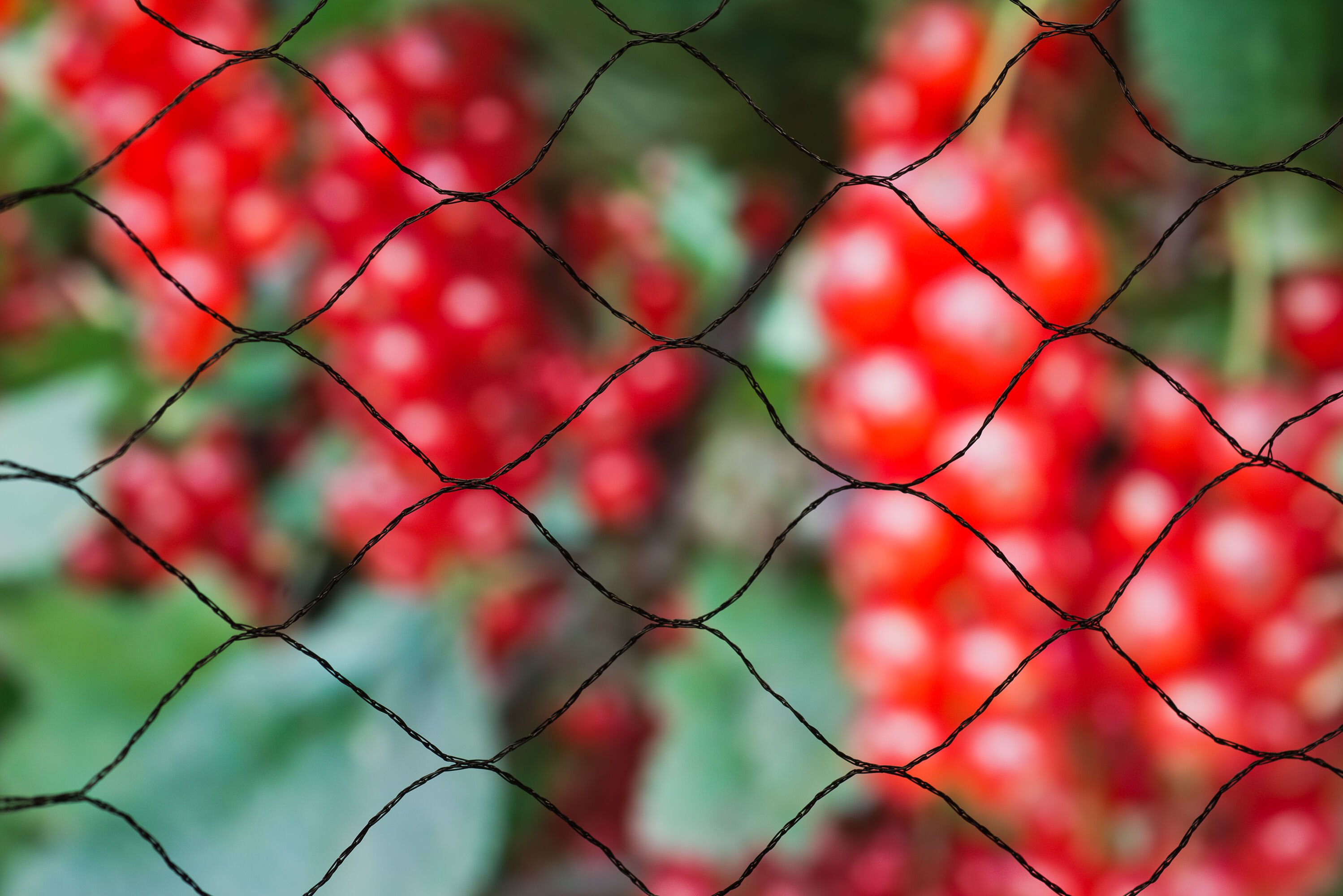 Nature Tuinnet Primo - Plantbescherming - 10x10 meter - Zwart - 12.00x44.00x44.00 cm Nature Tuinnet Primo - Plantbescherming - 10x10 meter - Zwart - 12.00x44.00x44.00 cm