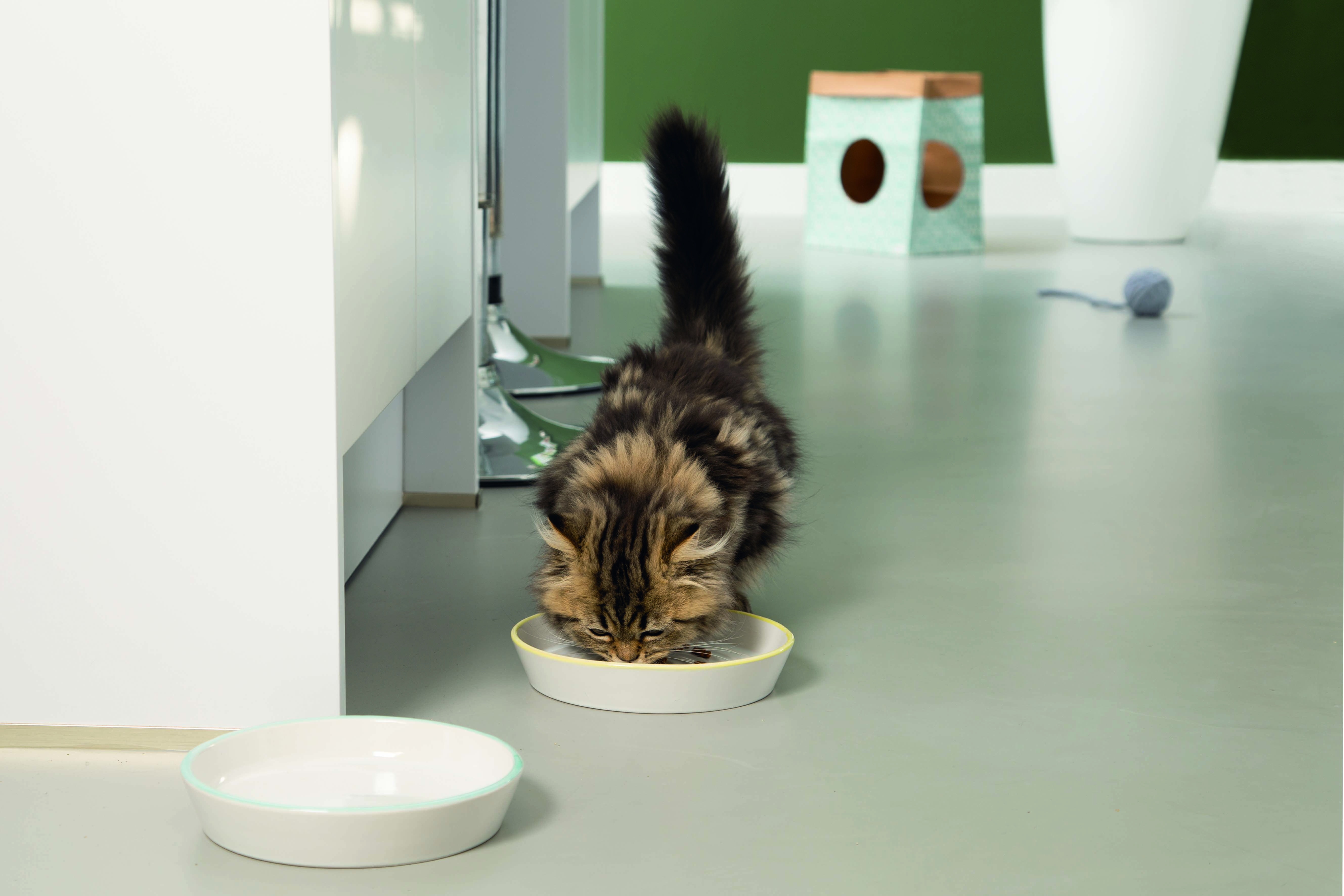 Beeztees Zina Kitten - Voer en drinkbak - 0.40 l - 1.00 cm - Wit/Geel - 17.50 cm - 1.00 cm