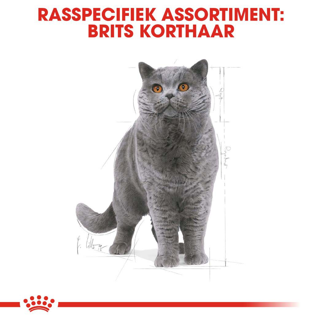 Royal Canin Britse Korthaar Adult - Kattenvoer - 10 - Gevogelte