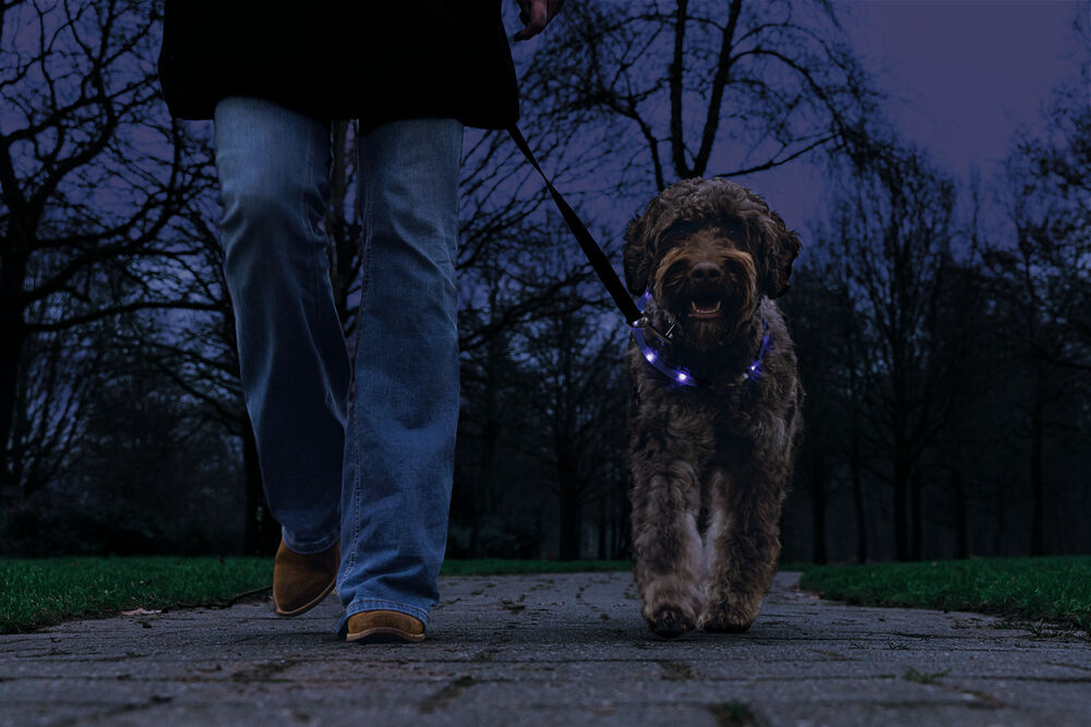 Beeztees Dogini USB - Lichtgevende Halsband  - Hond - 28.00 cm - blauw - 10 mm - 20.00 cm - 70.00 cm