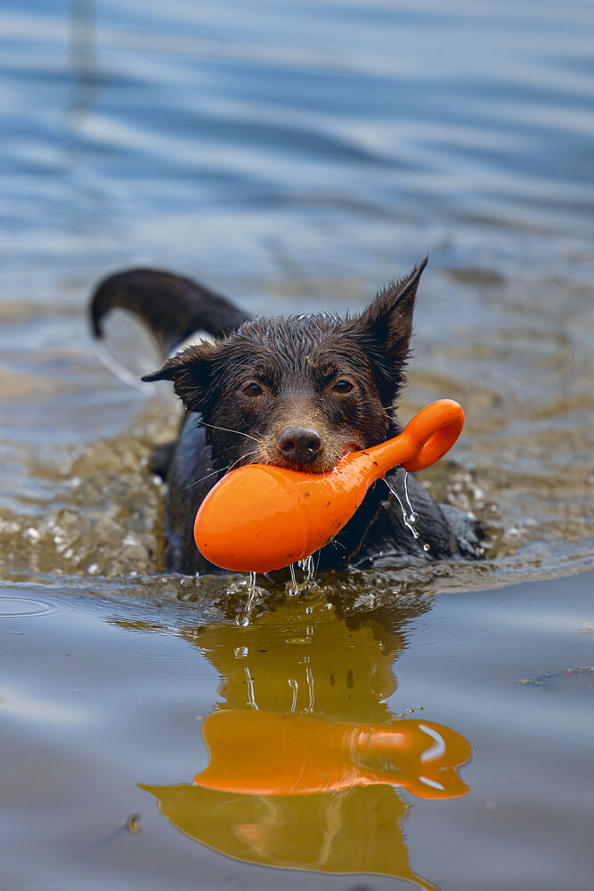 Beeztees Apportino Boei - Waterspeelgoed hond - oranje - 36.5x8.3x8.1 cm