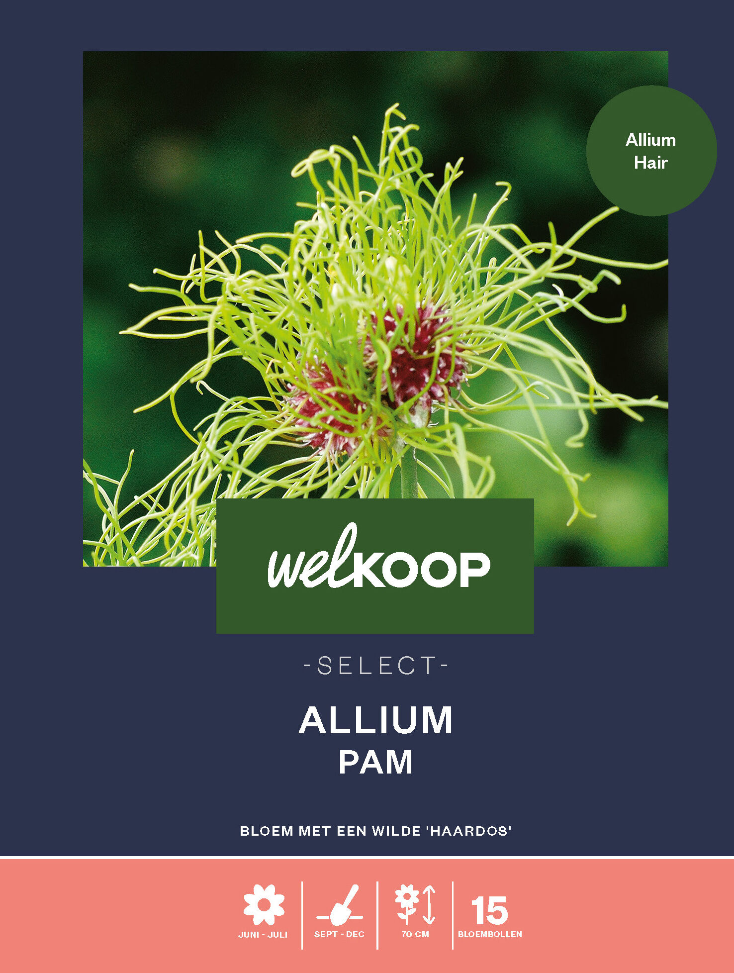 Welkoop Select Allium Pam - Bloembollen Welkoop Select Allium Pam - Bloembollen