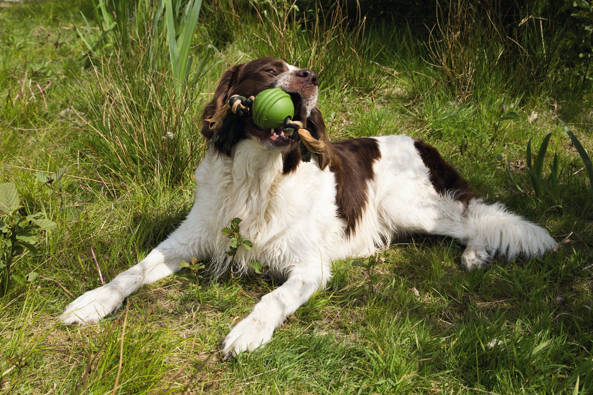 Beeztees Sumo Fit ball - Hondenspeelgoed - groen - 7.9x7.9x31.8 cm
