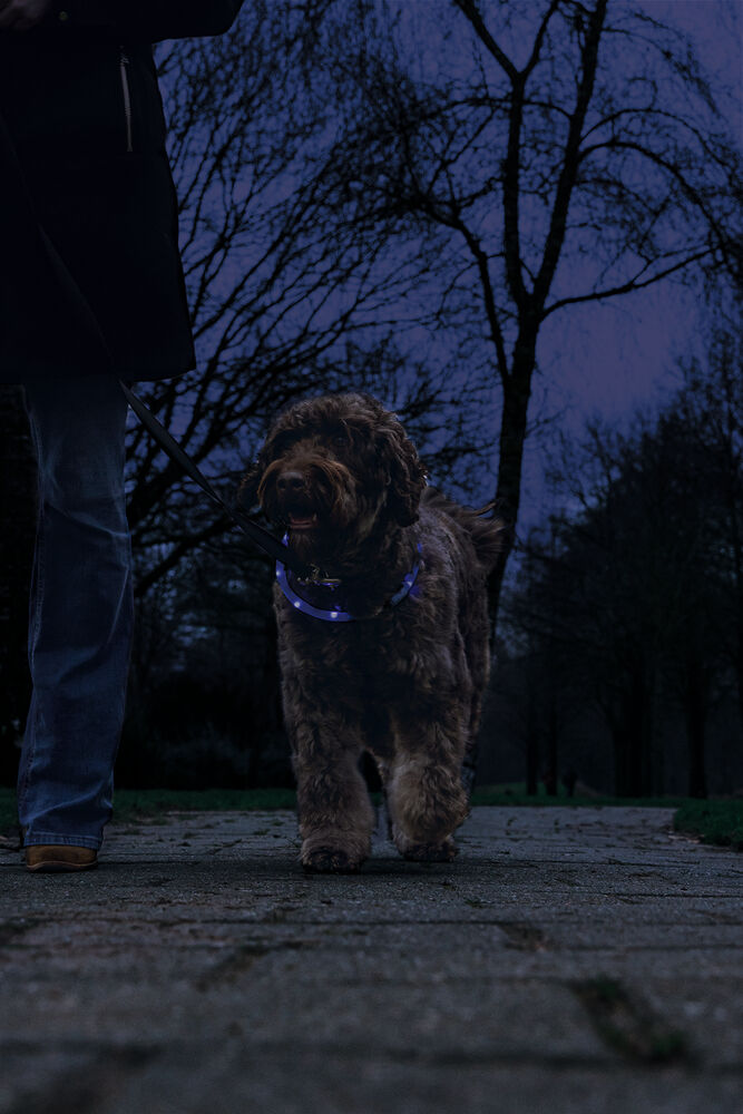 Beeztees Dogini USB - Lichtgevende Halsband  - Hond - 28.00 cm - blauw - 10 mm - 20.00 cm - 70.00 cm