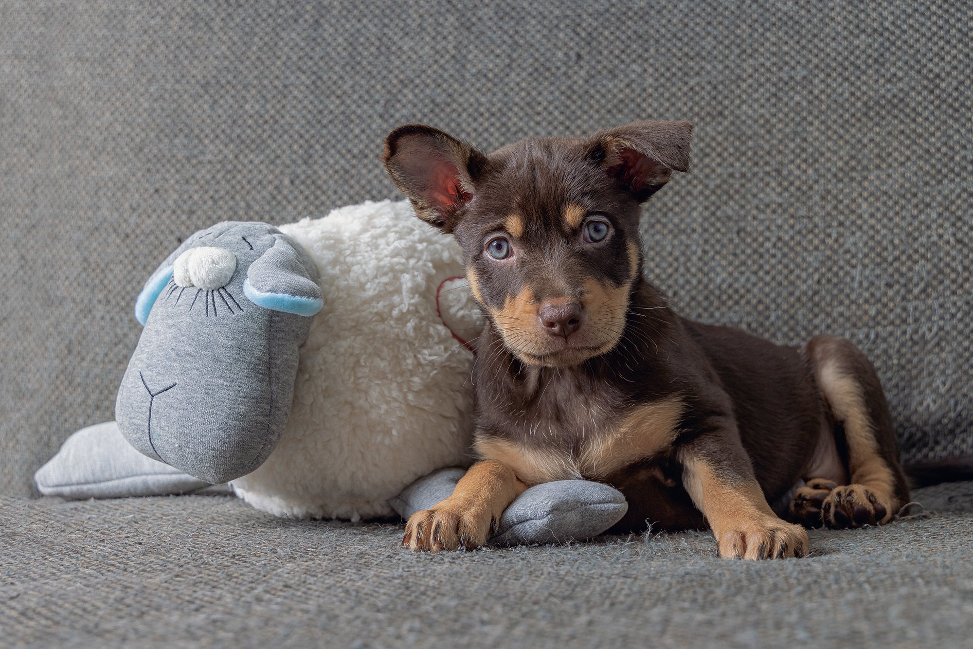 Beeztees Schaap - Knuffel met hartslag - Puppyspeelgoed - Grijs Wit - 14x36x25 cm