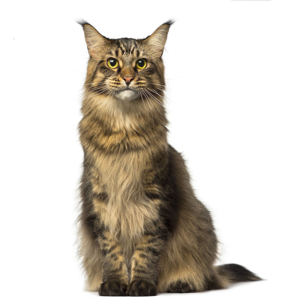 Fokker Maxi-Bite - Kattenvoer - 10.00 - rijst, kip