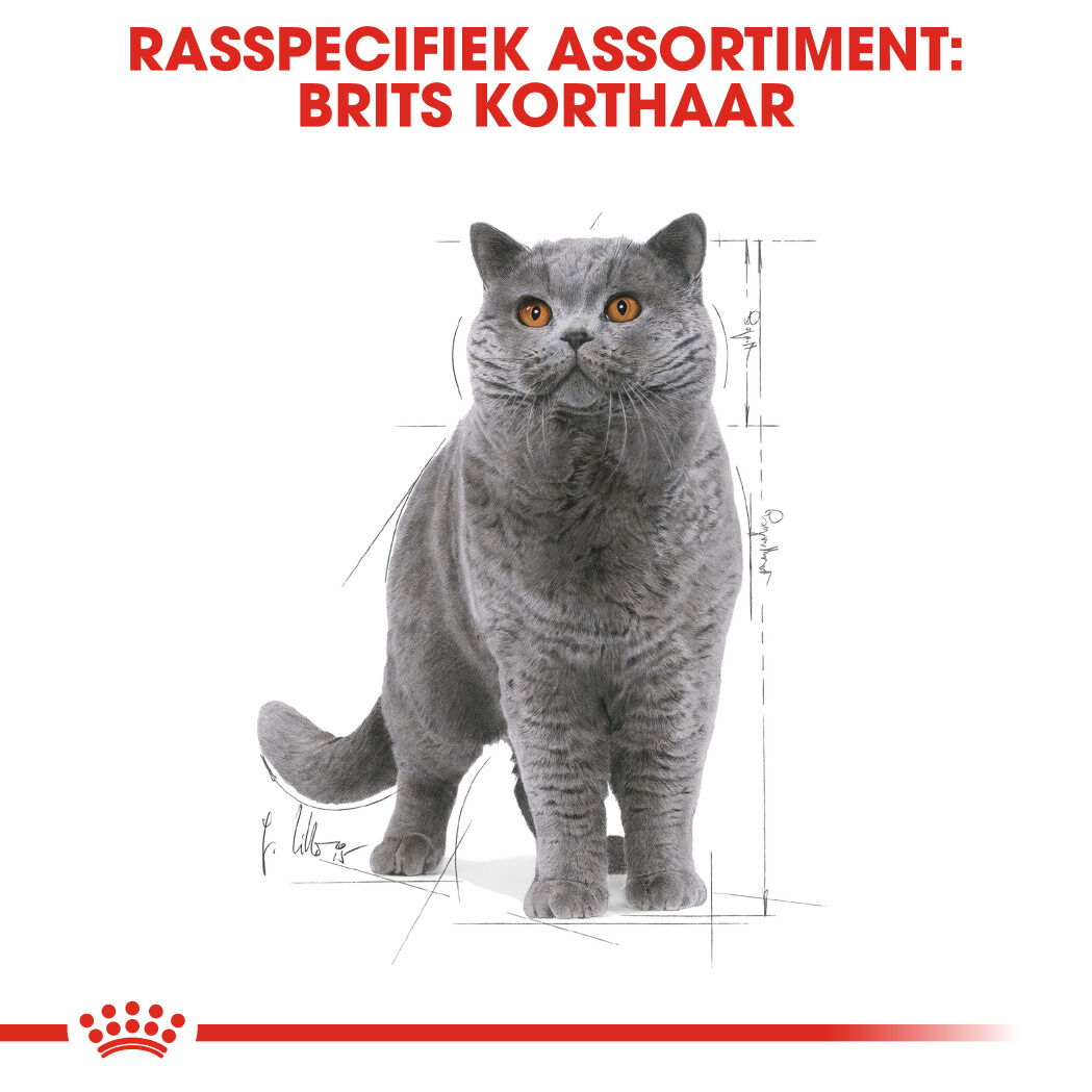 Royal Canin British Shorthair Adult Pouch - Kattenvoer - 1020
