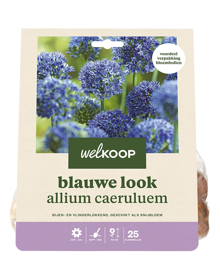Welkoop Allium Lauren - Bloembollen Welkoop Allium Lauren - Bloembollen