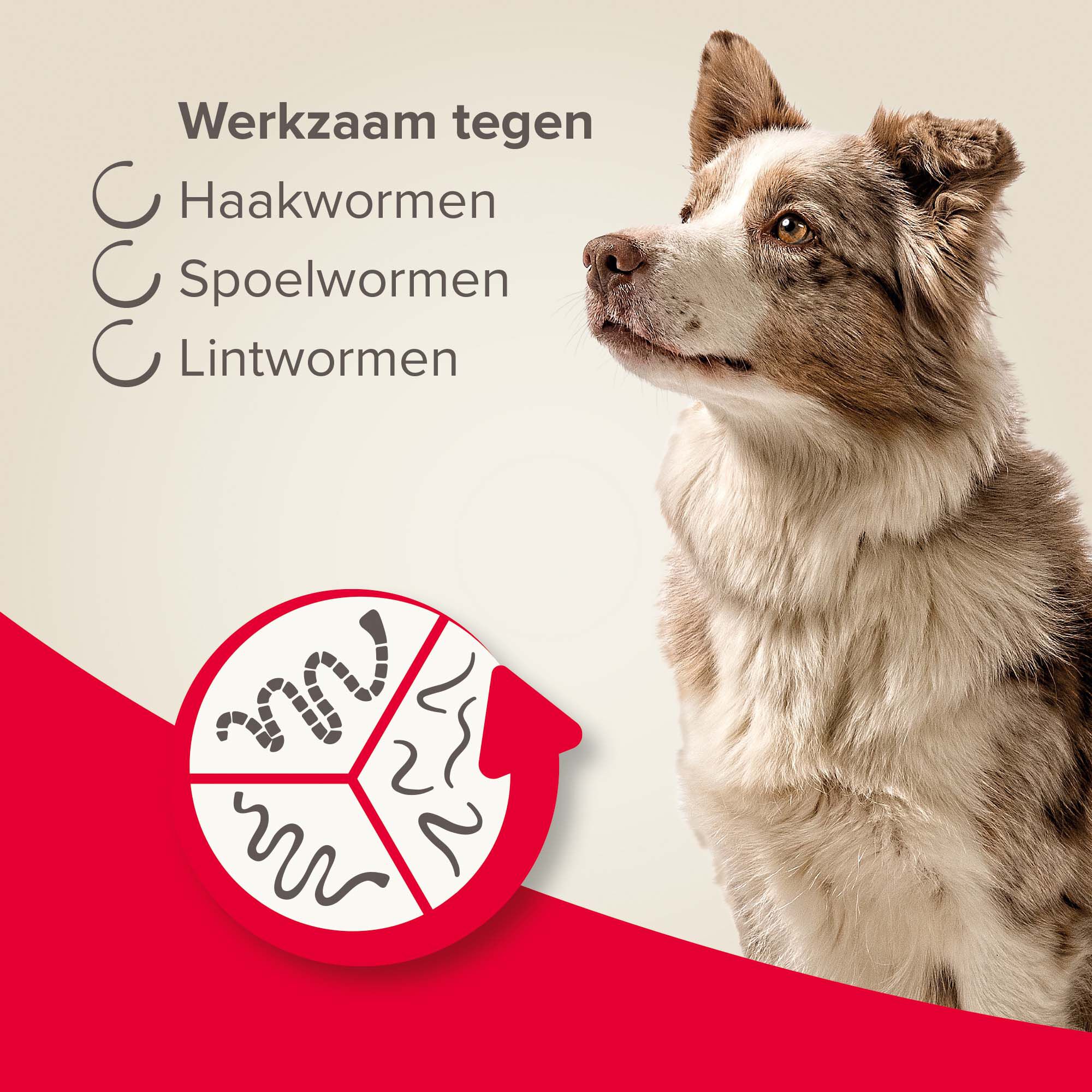 Beaphar All-in-one Tabletten - Ontwormen Hond - S/M