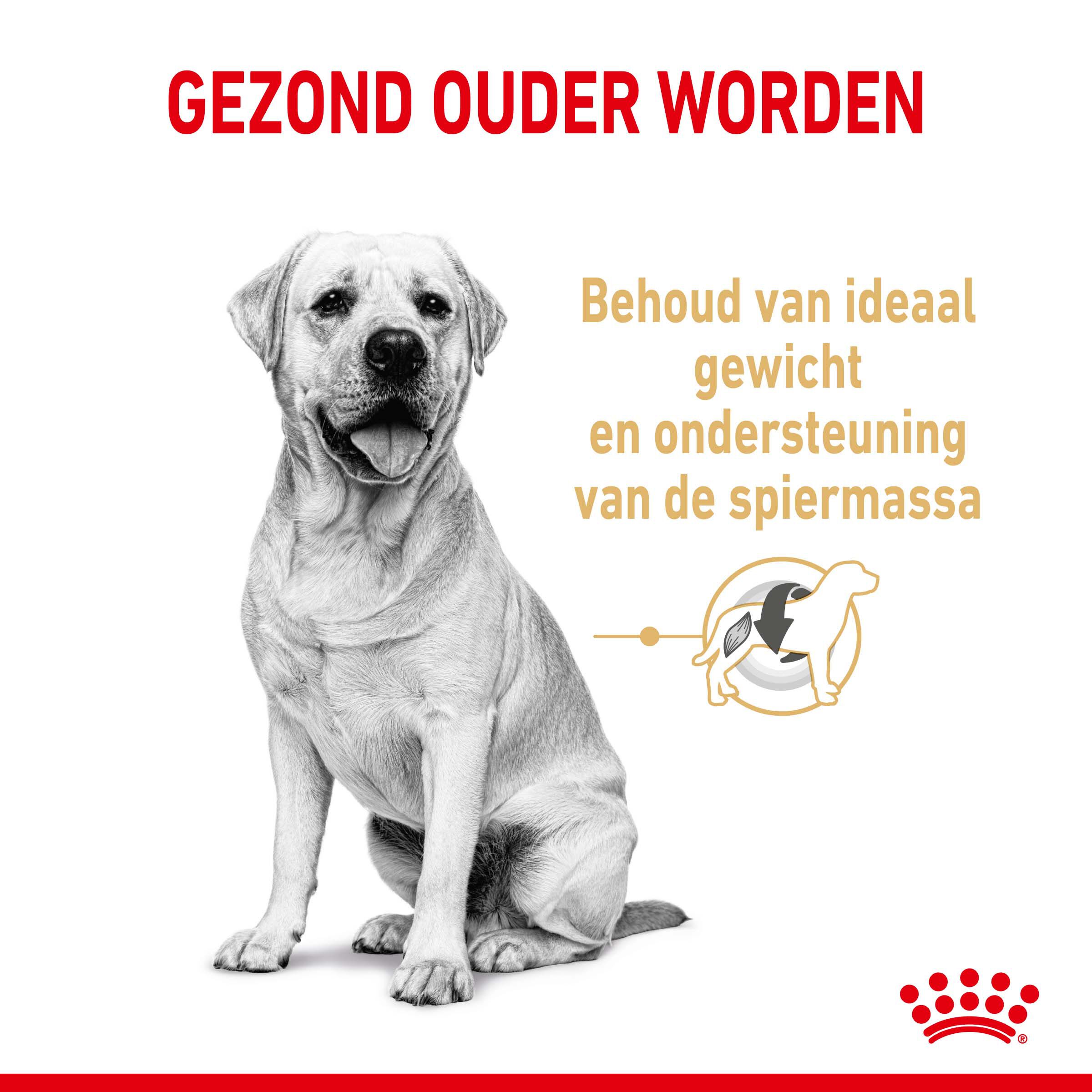 ROYAL CANIN® Adult 5+ Labrador Retriever  - Hondenvoer - 12 - gevogelte